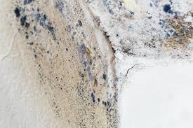 Best Mold Damage Restoration  in Spring Park, MN